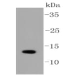 Anti-SUMO1 Antibody from Bioworld Technology (BS9901M) - Antibodies.com