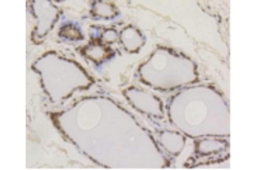 Anti-SUMO1 Antibody from Bioworld Technology (BS9901M) - Antibodies.com
