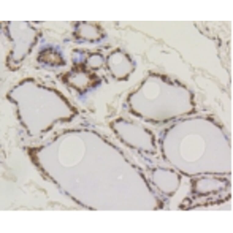 Anti-SUMO1 Antibody from Bioworld Technology (BS9901M) - Antibodies.com