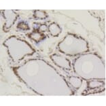 Anti-SUMO1 Antibody from Bioworld Technology (BS9901M) - Antibodies.com
