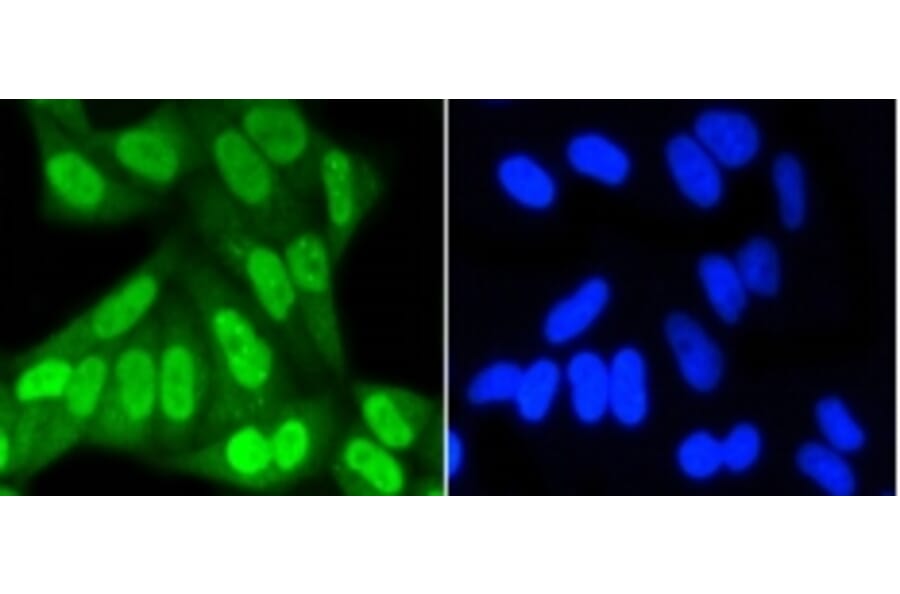 Anti-SUMO1 Antibody from Bioworld Technology (BS9901M) - Antibodies.com