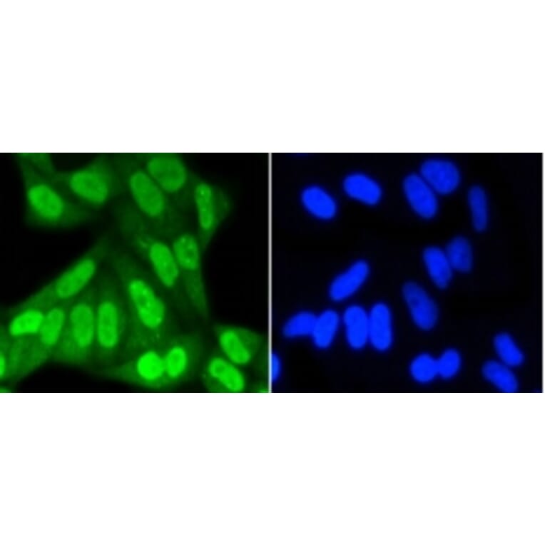 Anti-SUMO1 Antibody from Bioworld Technology (BS9901M) - Antibodies.com