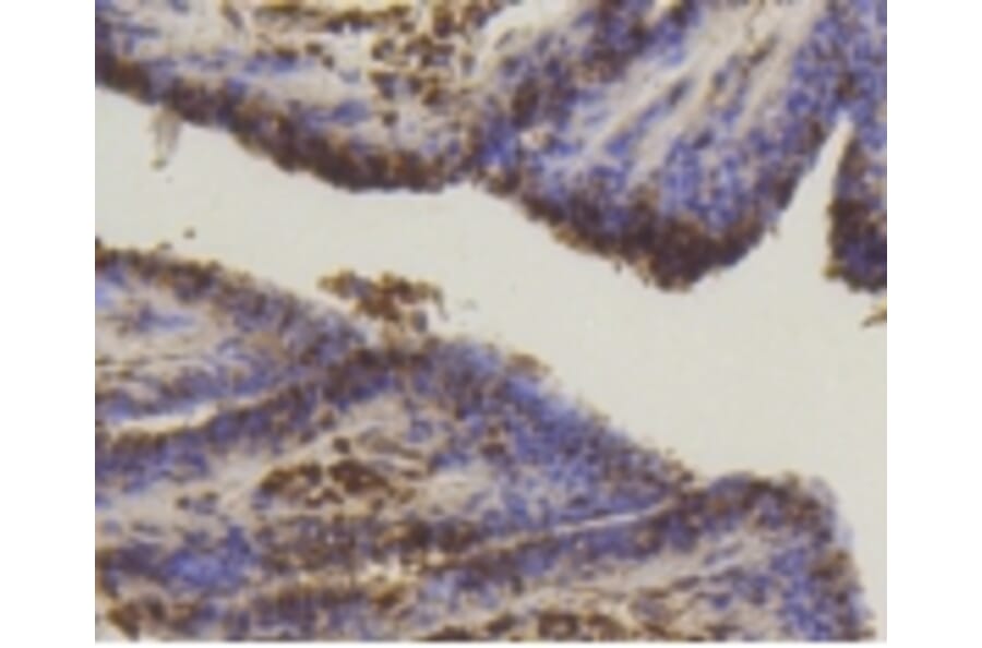 Anti-SUMO1 Antibody from Bioworld Technology (BS9901M) - Antibodies.com