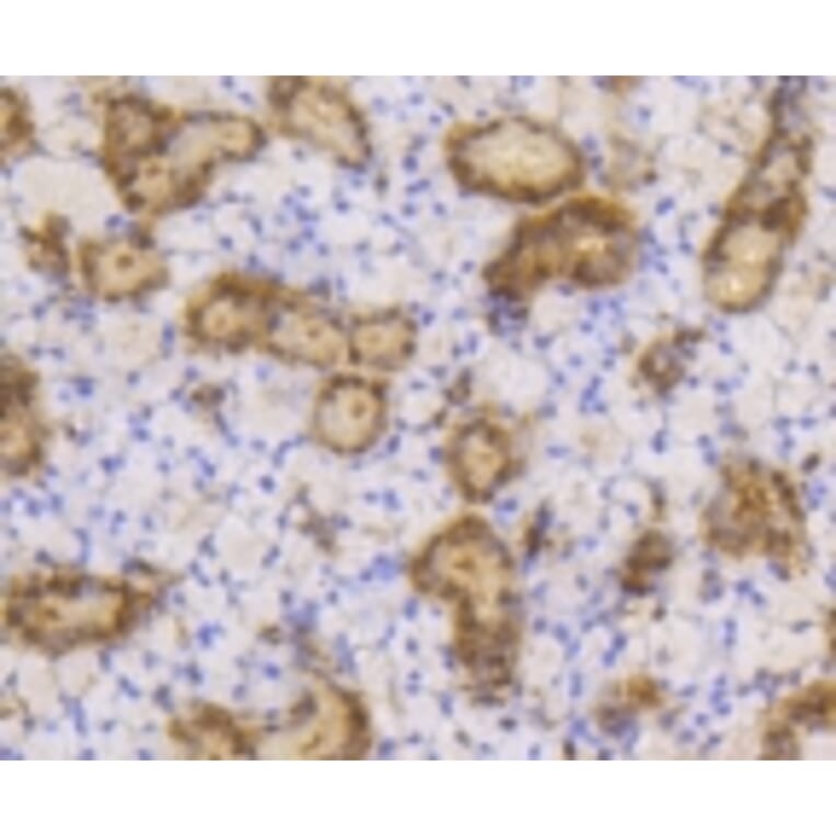 Anti-SUMO1 Antibody from Bioworld Technology (BS9901M) - Antibodies.com