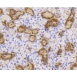 Anti-SUMO1 Antibody from Bioworld Technology (BS9901M) - Antibodies.com