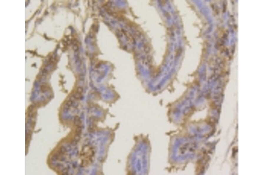 Anti-SUMO1 Antibody from Bioworld Technology (BS9901M) - Antibodies.com