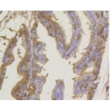 Anti-SUMO1 Antibody from Bioworld Technology (BS9901M) - Antibodies.com