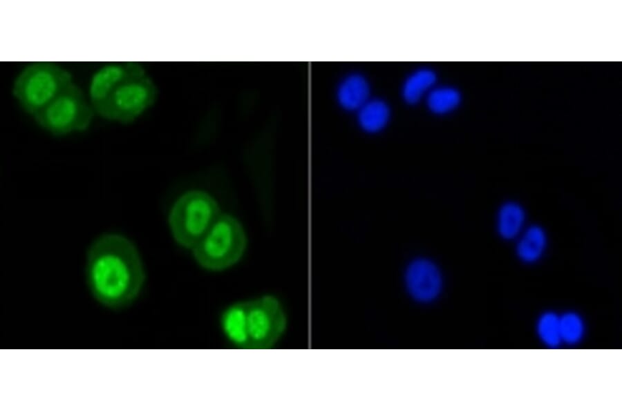 Anti-SUMO1 Antibody from Bioworld Technology (BS9901M) - Antibodies.com
