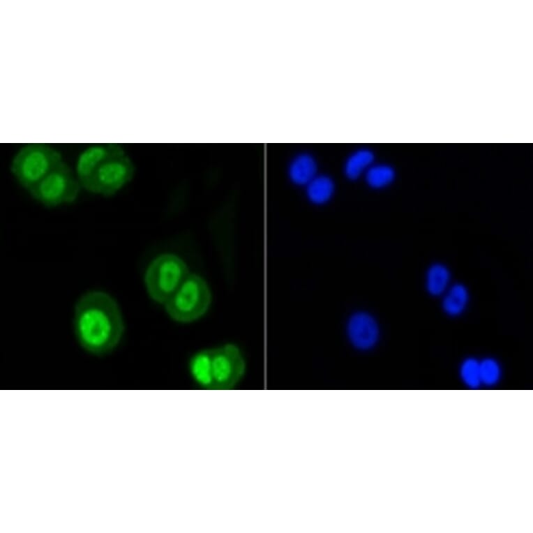 Anti-SUMO1 Antibody from Bioworld Technology (BS9901M) - Antibodies.com