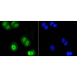 Anti-SUMO1 Antibody from Bioworld Technology (BS9901M) - Antibodies.com