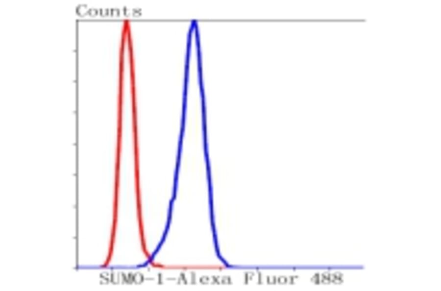 Anti-SUMO1 Antibody from Bioworld Technology (BS9901M) - Antibodies.com
