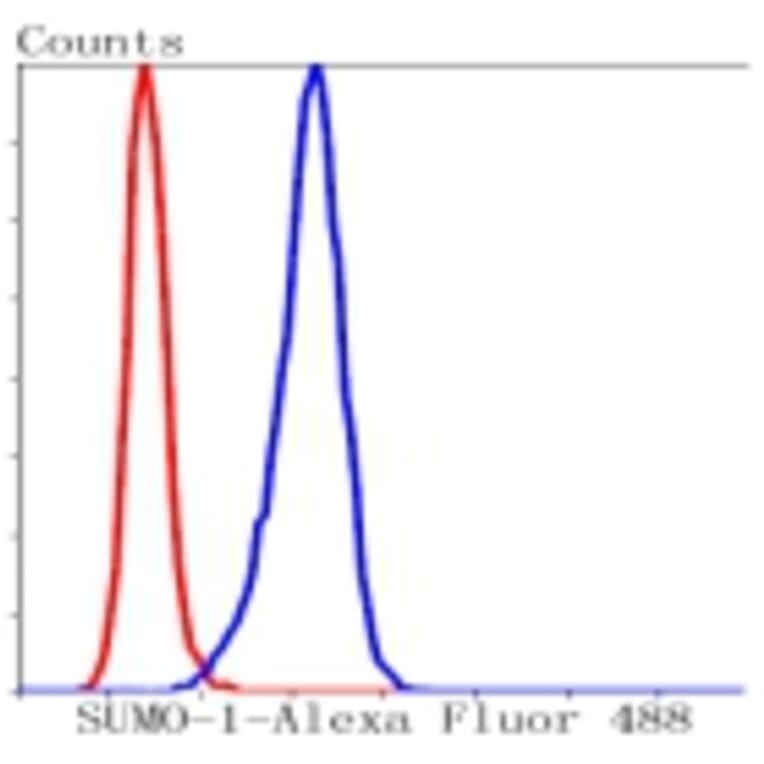 Anti-SUMO1 Antibody from Bioworld Technology (BS9901M) - Antibodies.com