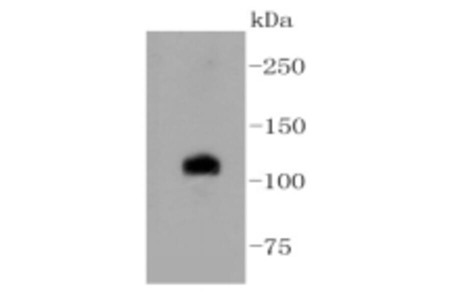 Anti-Notch 1 Antibody from Bioworld Technology (BS9902M) - Antibodies.com