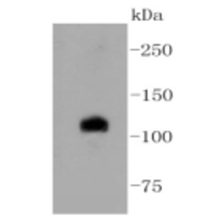Anti-Notch 1 Antibody from Bioworld Technology (BS9902M) - Antibodies.com