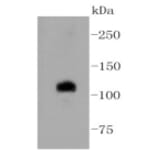 Anti-Notch 1 Antibody from Bioworld Technology (BS9902M) - Antibodies.com