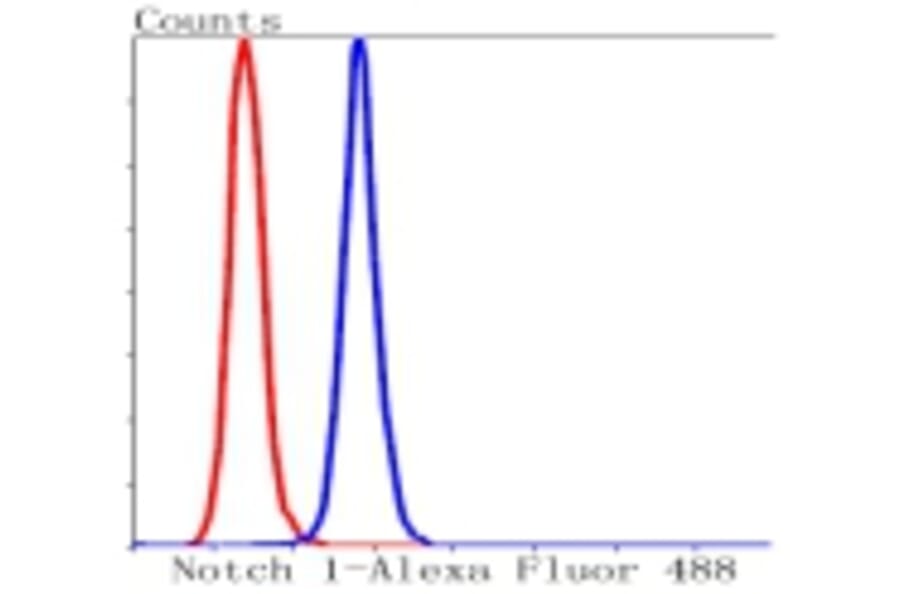 Anti-Notch 1 Antibody from Bioworld Technology (BS9902M) - Antibodies.com