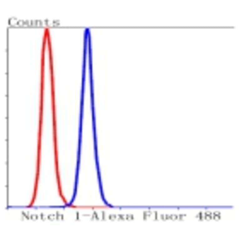Anti-Notch 1 Antibody from Bioworld Technology (BS9902M) - Antibodies.com