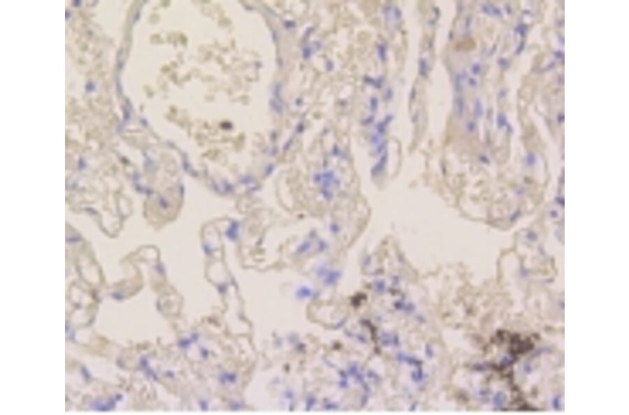 Anti-Notch 1 Antibody from Bioworld Technology (BS9902M) - Antibodies.com