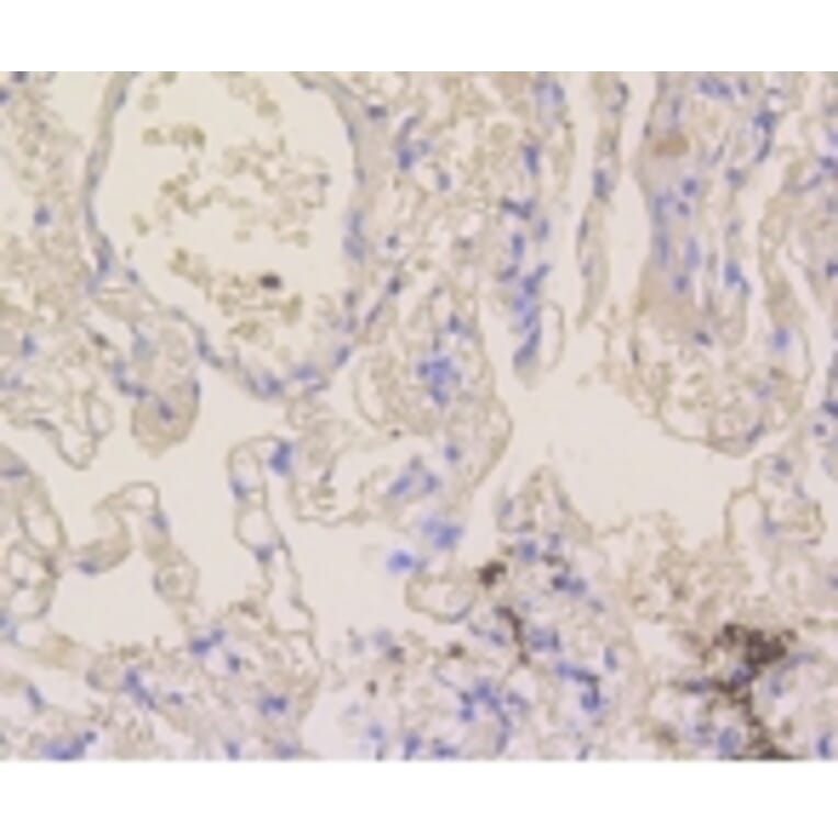 Anti-Notch 1 Antibody from Bioworld Technology (BS9902M) - Antibodies.com