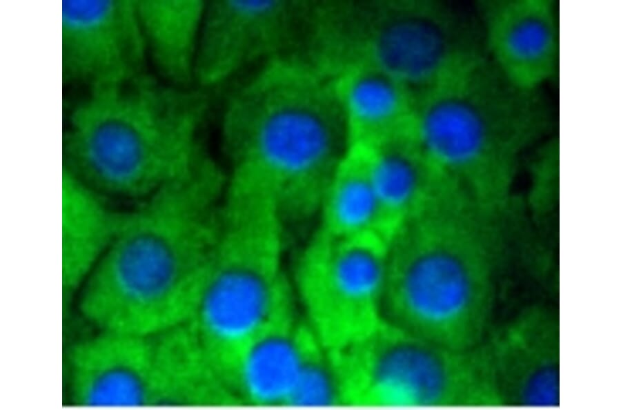 Anti-Notch 1 Antibody from Bioworld Technology (BS9902M) - Antibodies.com