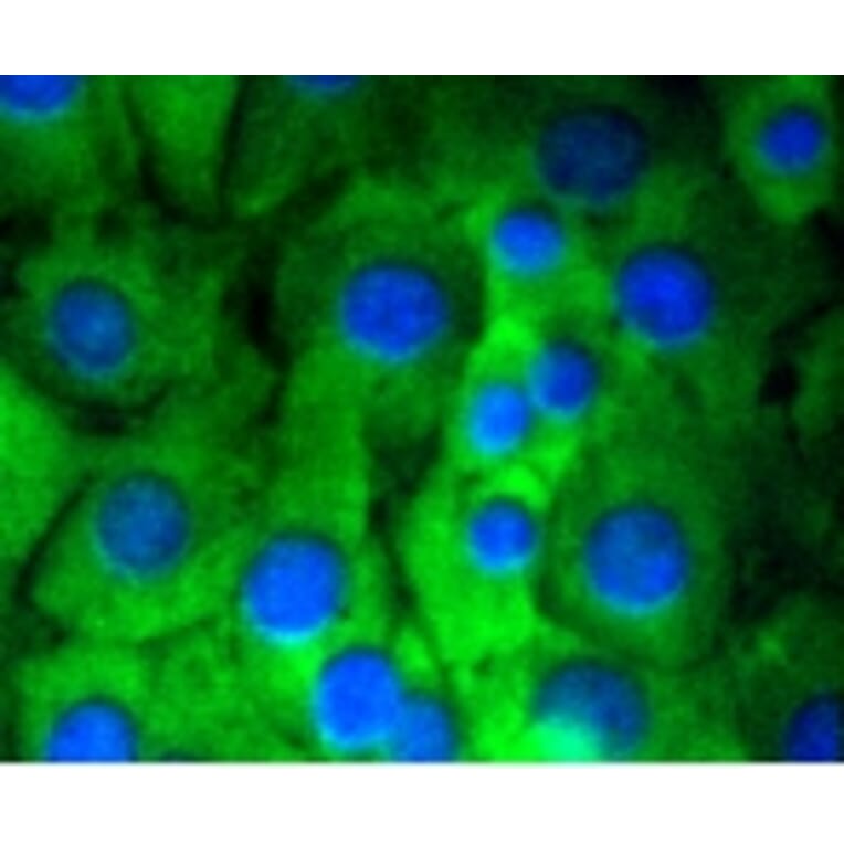 Anti-Notch 1 Antibody from Bioworld Technology (BS9902M) - Antibodies.com