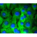 Anti-Notch 1 Antibody from Bioworld Technology (BS9902M) - Antibodies.com