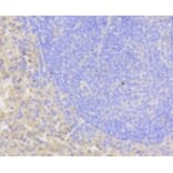 Anti-Notch 1 Antibody from Bioworld Technology (BS9902M) - Antibodies.com