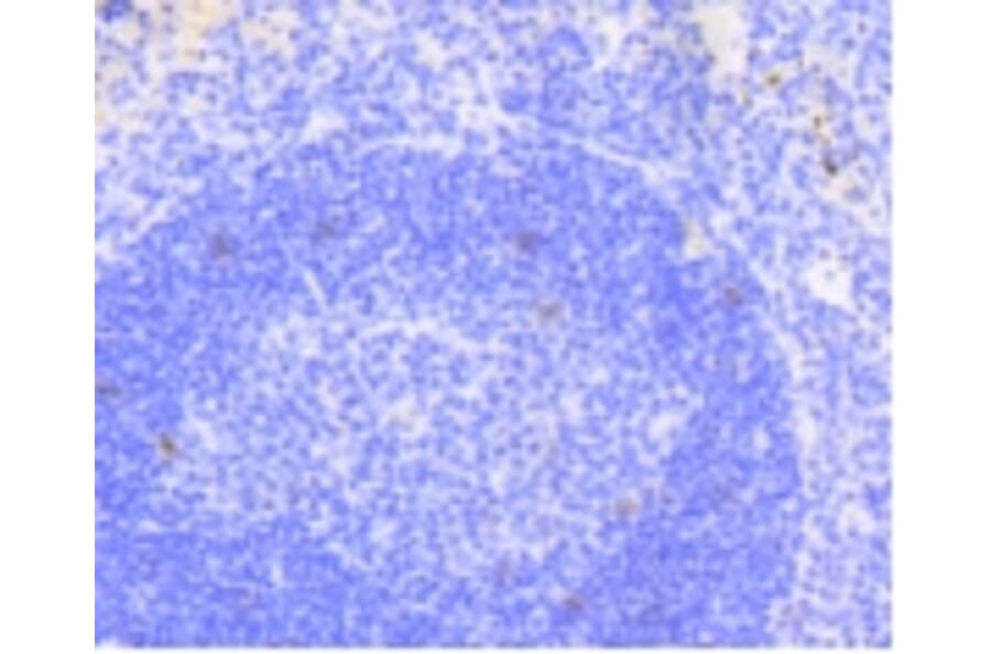 Anti-Notch 1 Antibody from Bioworld Technology (BS9902M) - Antibodies.com