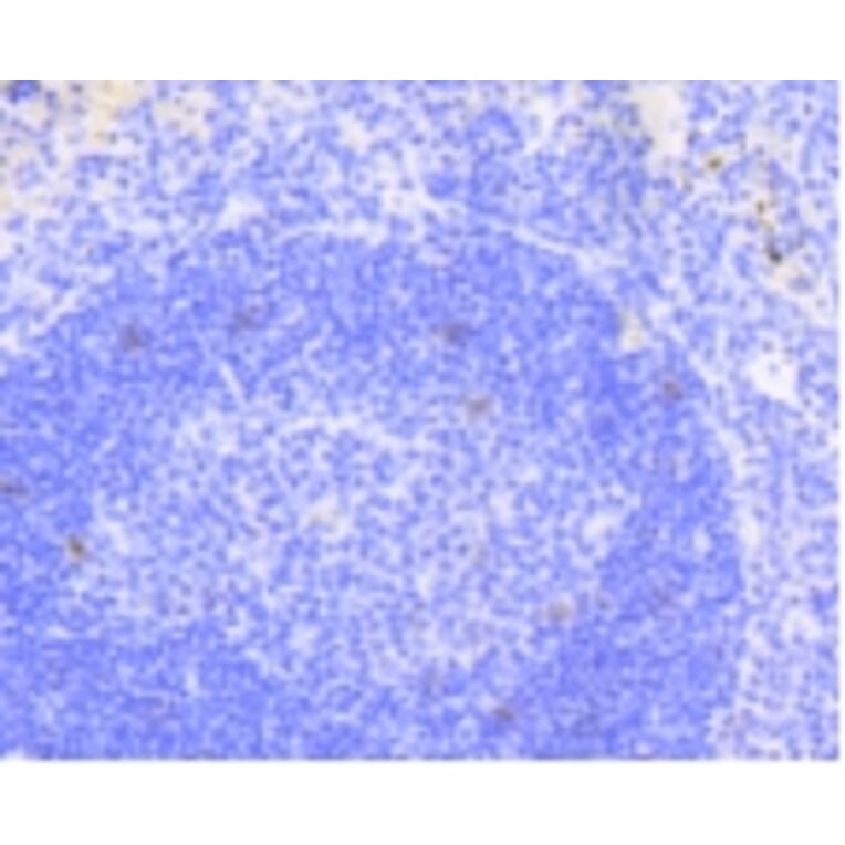 Anti-Notch 1 Antibody from Bioworld Technology (BS9902M) - Antibodies.com