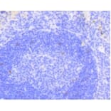 Anti-Notch 1 Antibody from Bioworld Technology (BS9902M) - Antibodies.com