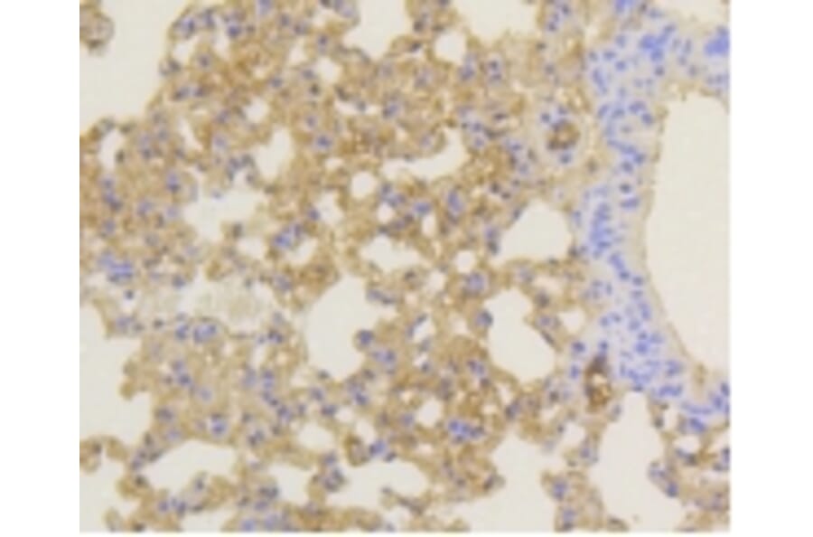 Anti-Notch 1 Antibody from Bioworld Technology (BS9902M) - Antibodies.com