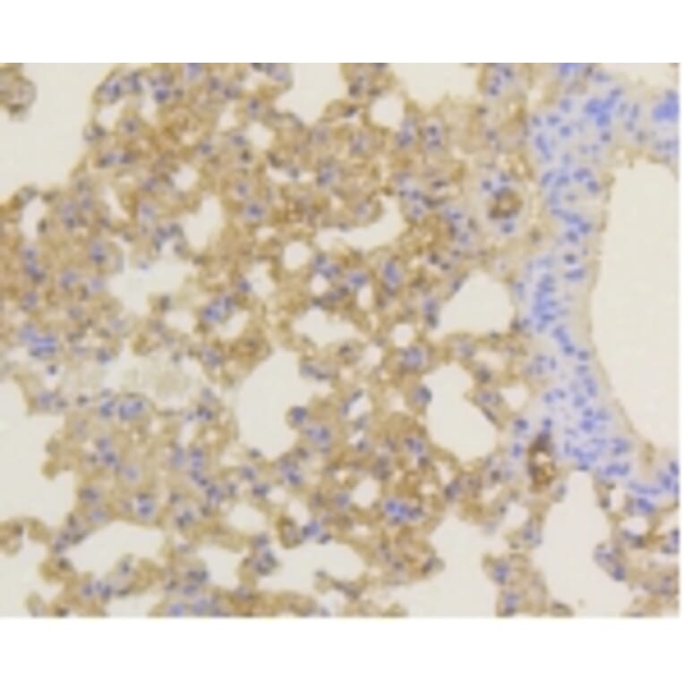 Anti-Notch 1 Antibody from Bioworld Technology (BS9902M) - Antibodies.com