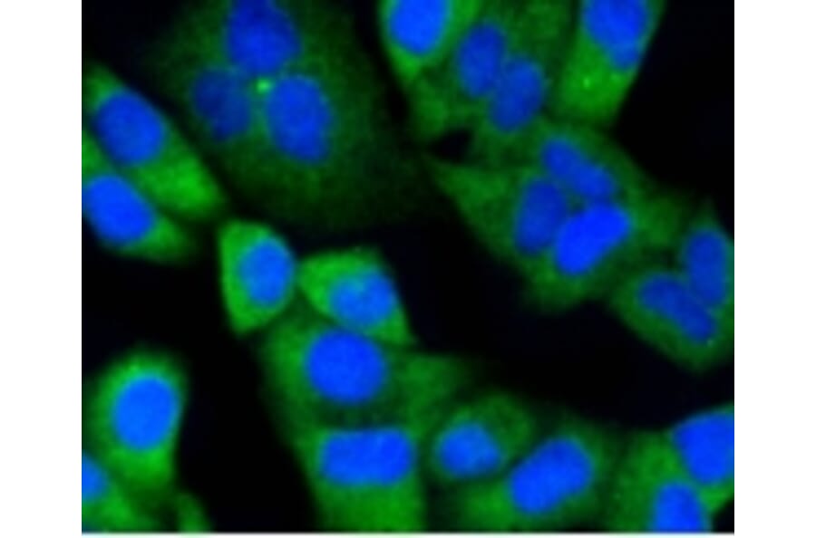 Anti-Notch 1 Antibody from Bioworld Technology (BS9902M) - Antibodies.com