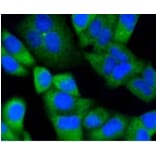 Anti-Notch 1 Antibody from Bioworld Technology (BS9902M) - Antibodies.com
