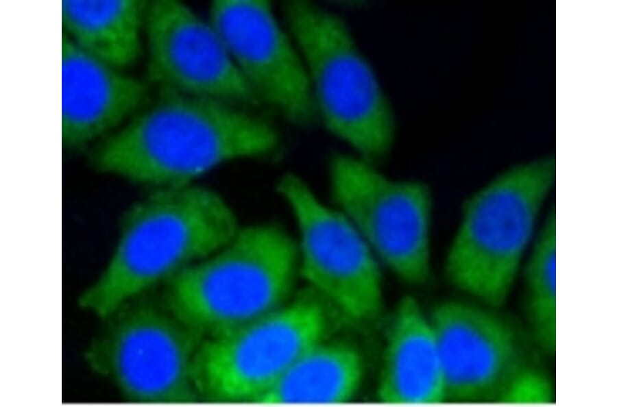 Anti-Notch 1 Antibody from Bioworld Technology (BS9902M) - Antibodies.com