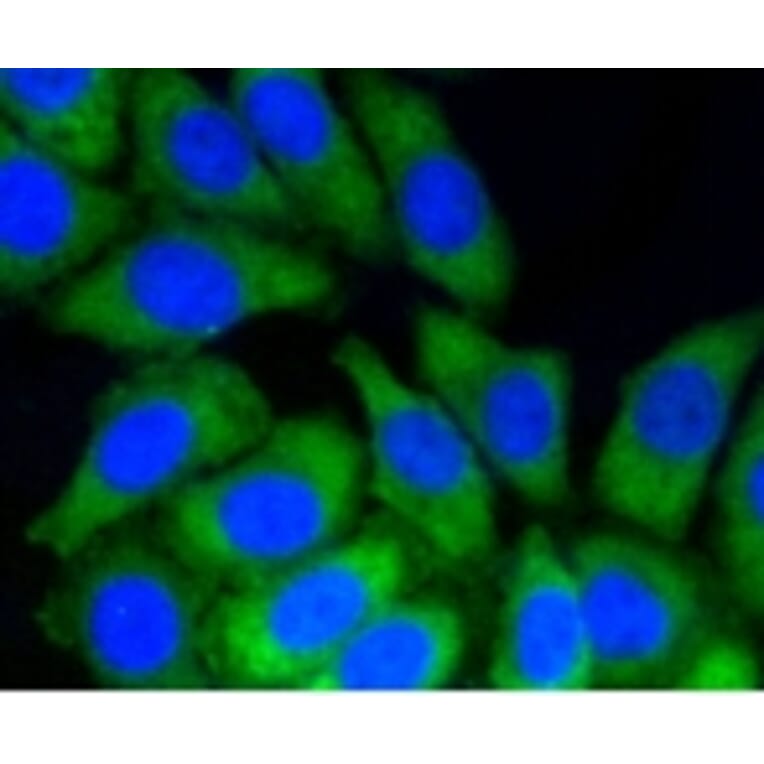 Anti-Notch 1 Antibody from Bioworld Technology (BS9902M) - Antibodies.com