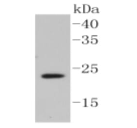 Anti-Caveolin-2 Antibody from Bioworld Technology (BS9903M) - Antibodies.com