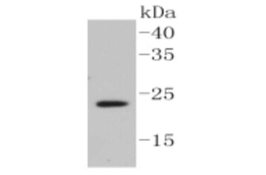Anti-Caveolin-2 Antibody from Bioworld Technology (BS9903M) - Antibodies.com