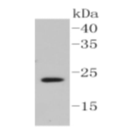 Anti-Caveolin-2 Antibody from Bioworld Technology (BS9903M) - Antibodies.com