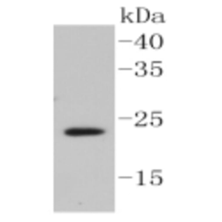 Anti-Caveolin-2 Antibody from Bioworld Technology (BS9903M) - Antibodies.com
