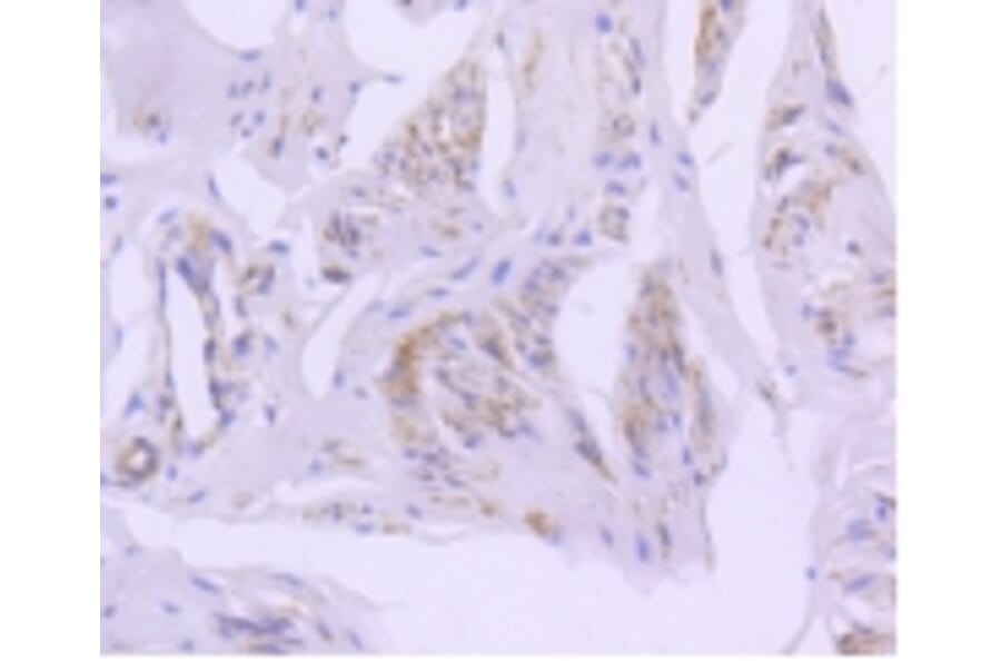 Anti-Caveolin-2 Antibody from Bioworld Technology (BS9903M) - Antibodies.com