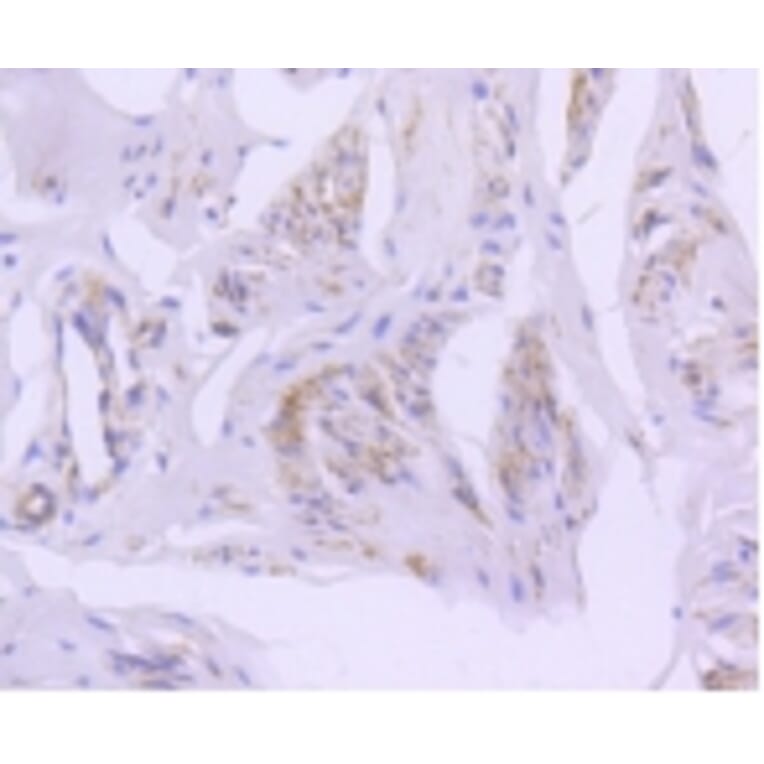 Anti-Caveolin-2 Antibody from Bioworld Technology (BS9903M) - Antibodies.com