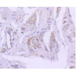 Anti-Caveolin-2 Antibody from Bioworld Technology (BS9903M) - Antibodies.com