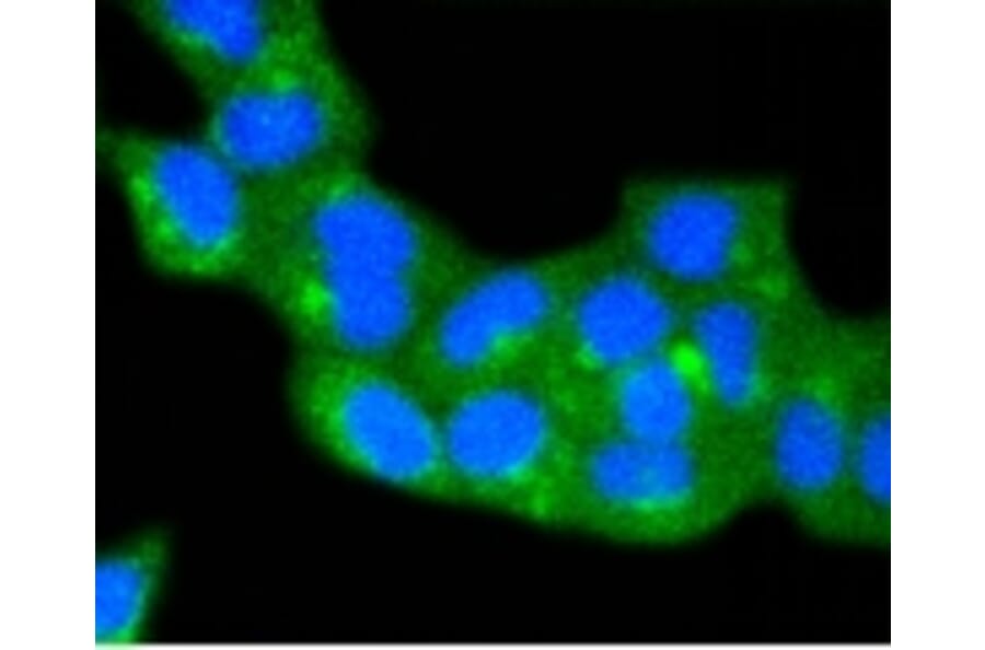 Anti-Caveolin-2 Antibody from Bioworld Technology (BS9903M) - Antibodies.com