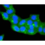 Anti-Caveolin-2 Antibody from Bioworld Technology (BS9903M) - Antibodies.com