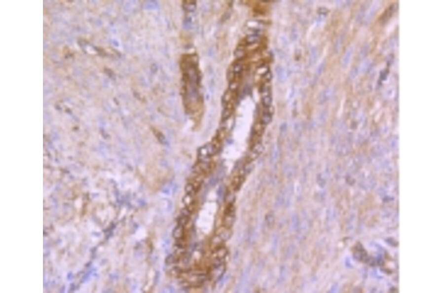 Anti-Caveolin-2 Antibody from Bioworld Technology (BS9903M) - Antibodies.com