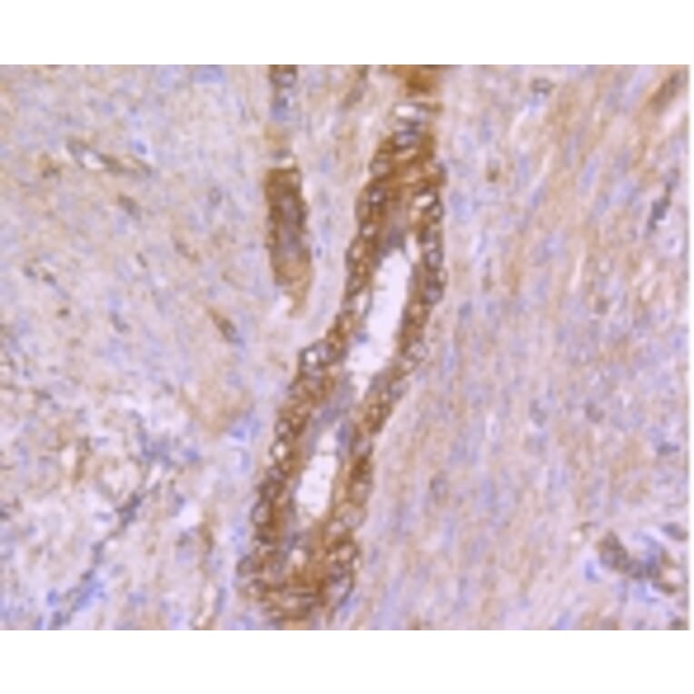 Anti-Caveolin-2 Antibody from Bioworld Technology (BS9903M) - Antibodies.com