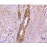 Anti-Caveolin-2 Antibody from Bioworld Technology (BS9903M) - Antibodies.com