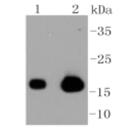 Anti-Caveolin-3 Antibody from Bioworld Technology (BS9904M) - Antibodies.com