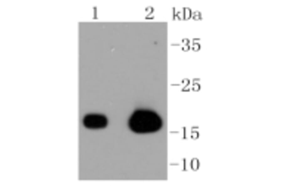 Anti-Caveolin-3 Antibody from Bioworld Technology (BS9904M) - Antibodies.com